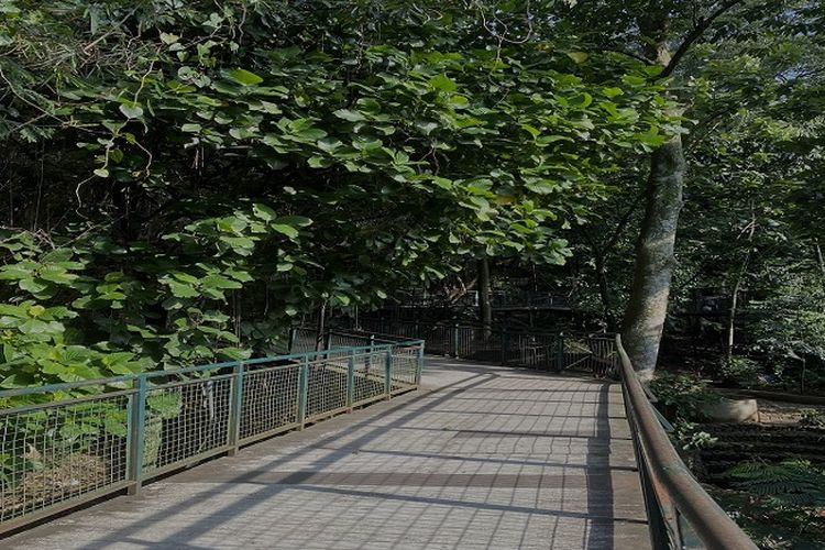 Ingin Pergi Sejenak untuk Healing? Forest Walk Babakan Siliwangi Mungkin adalah Tempat yang Tepat Untukmu!