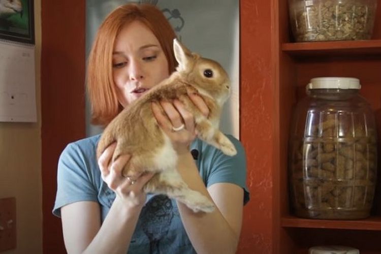 Begini Cara Menggendong Kelinci yang Benar, Jangan Angkat Telinganya atau Hal Ini Akan Terjadi