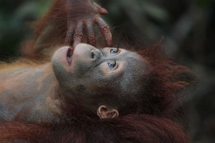 Kisah Bayi Orang Utan yang Baru Lahir di Kalimantan Diberi Nama Unik