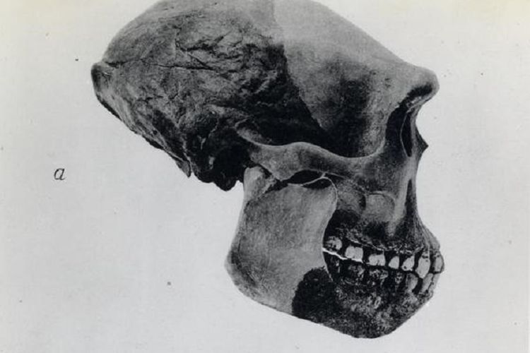 4 Jenis Manusia Praaksara Pithecanthropus, Kenali Lokasi Penemuan, Karakteristik dan Ciri Fisiknya