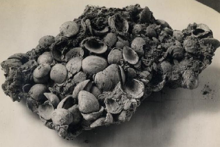 Apa Saja Menu Makanan Manusia Praaksara? Simak Jenis Fauna yang Diburu dan Dikonsumsi Berikut  ini