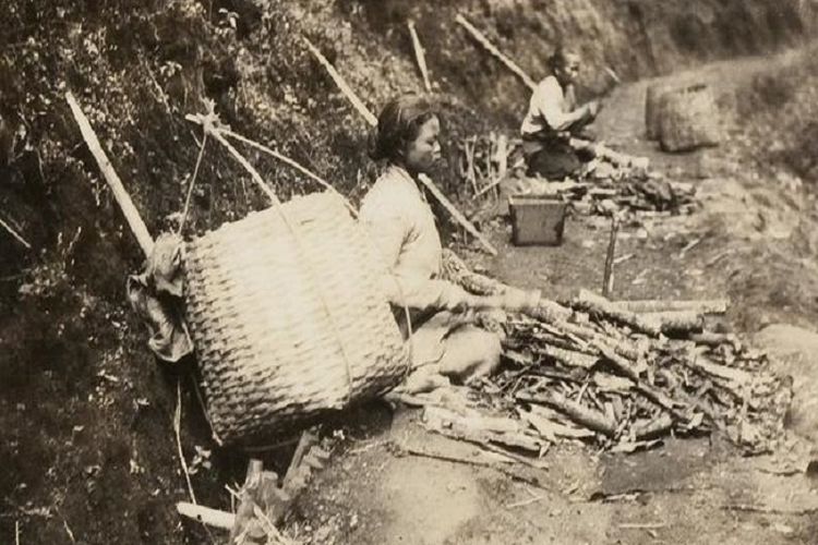 Praktik Cultuurstelsel, Ternyata Penduduk Dibebankan Kerja Paksa 66 Hari Setahun, Simak Kewajiban Lainnya