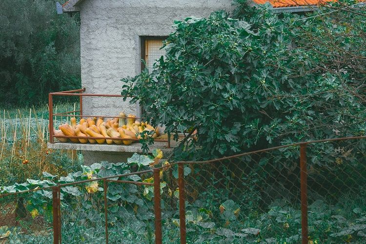 5 Jenis Sayuran Ini dapat Anda Tanam Sendiri di Rumah, Hemat di Kantong dan Menyehatkan Badan