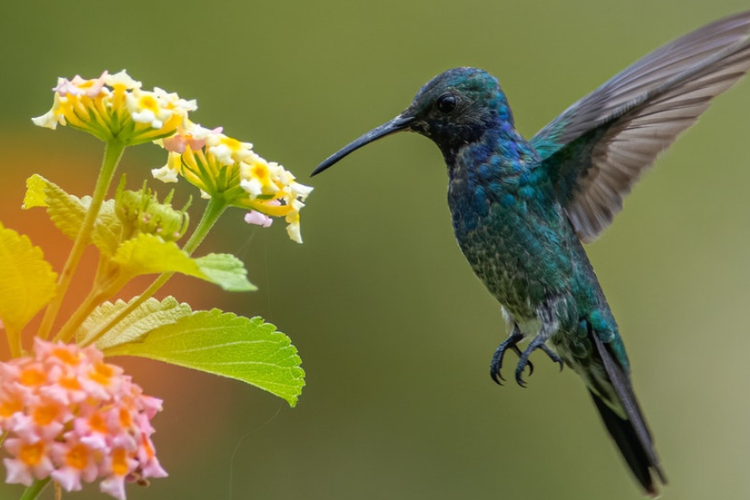 Contoh Topik Khutbah Jumat Singkat Menarik Terbaru, Tema Adab Islam kepada Hewan, Sesuai Jelang Idul Adha 2022