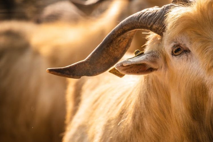 Teks Khutbah Jumat Singkat Inspiratif untuk Pekan Ketiga Bulan Dzulqa’dah: Tema Makna Pengorbanan