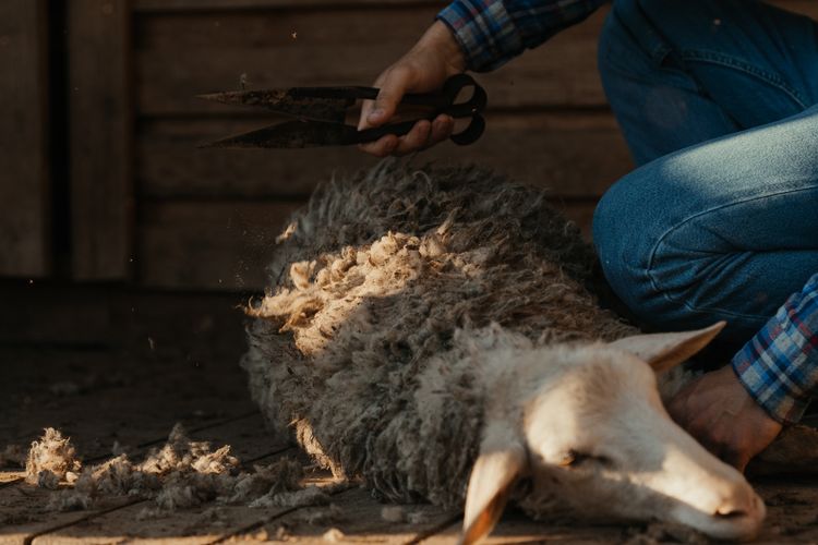 Khutbah Jumat Terbaru Menjelang Hari Raya Idul Adha 2022: Tema Fiqih Kurban, Mudah Dipahami dan Simpel