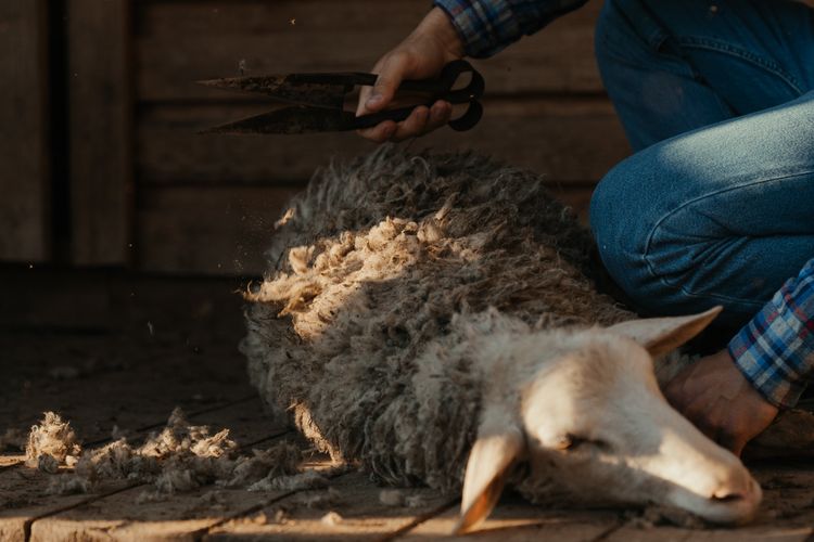 Topik Khutbah Jumat Singkat Menarik Kondisi Jelang Hari Raya Idul Adha, Tema: Fikih Kurban