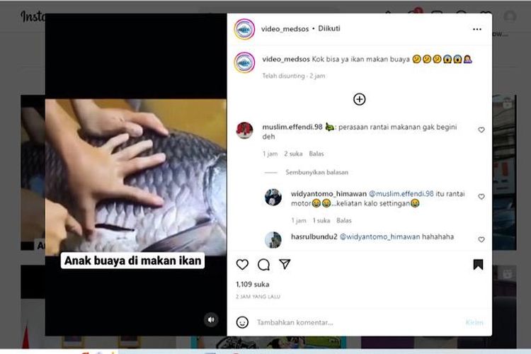 Video Viral! Seekor Ikan Berukuran Besar Telah Memakan Anak Buaya, Warganet: Dikira Cicak Kali Ya