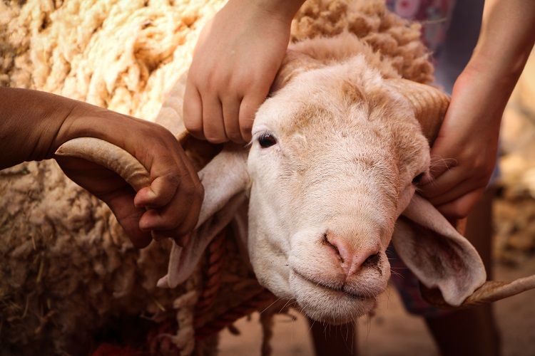 UPDATE Harga Hewan Kurban Jelang Idul Adha 2022: Ada Kambing 600 Ribuan, Domba 500 Ribuan dan Sapi 7 Jutaan