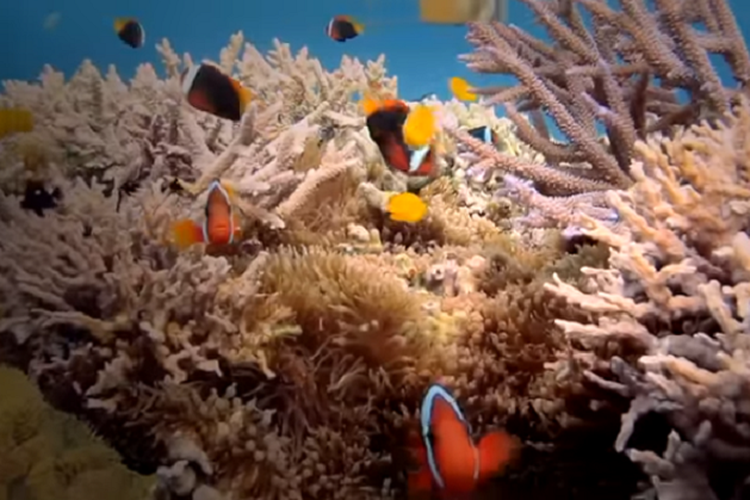 Taman Laut Bunaken, Objek Wisata di Manado dengan Sejuta Keindahan Alamnya