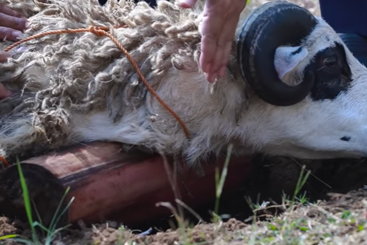 Bagaimana Cara Menyembelih Hewan Kurban untuk Idul Adha? Simak Tata Caranya dan Bacaan Doanya di Sini