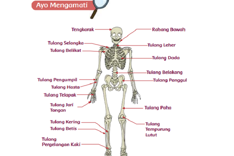 Kunci Jawaban Tema 1 Kelas 5 SD/MI: Halaman 63 Hingga 65 Buku Tematik Subtema 2, Manusia dan Lingkungan