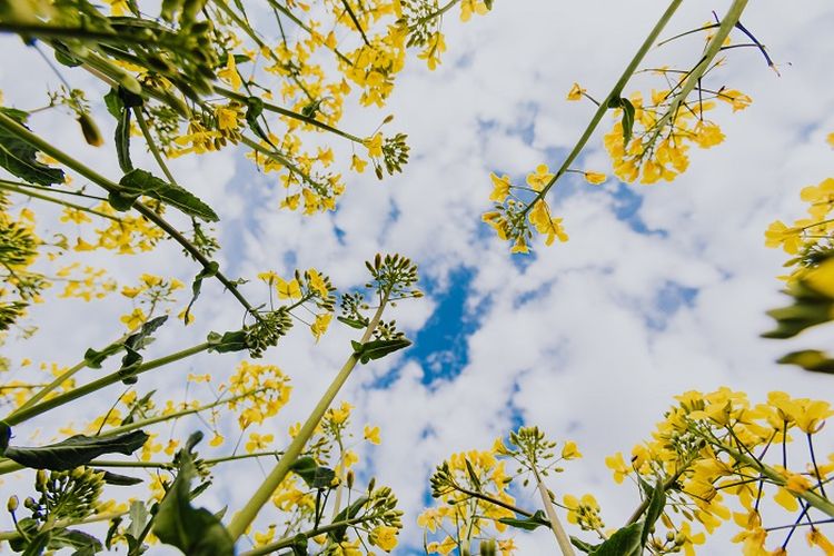 Prakiraan Cuaca di DKI Jakarta Hari Ini, Sabtu 2 Juli 2022 versi BMKG: Cerah