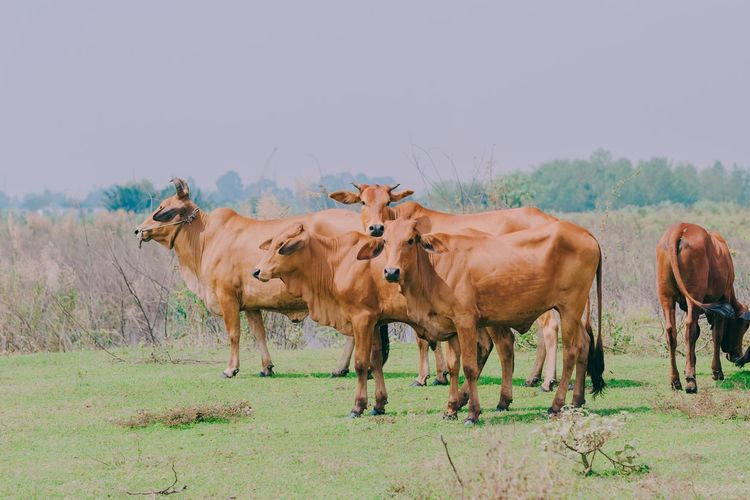 Simak Tata Cara Menyembelih Hewan Qurban yang Benar dan Sesuai Syariat Islam di Sini