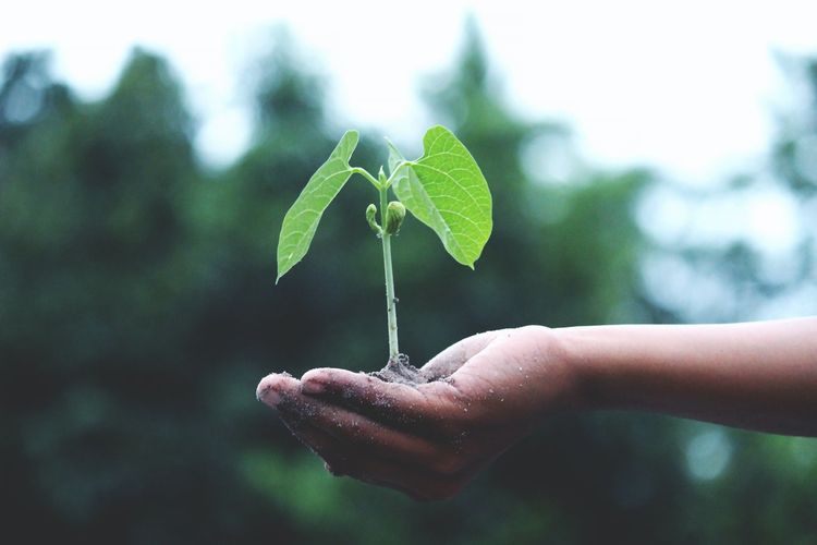 Apa Perbedaan Benih dan Bibit? Jangan Sampai Salah! Simak Penjelasannya di Sini
