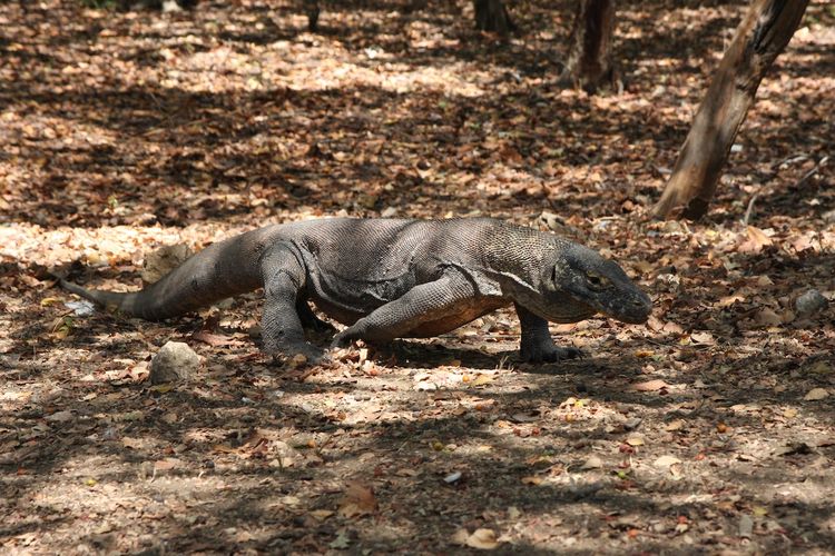 Fakta Unik Pulau Komodo, Ternyata Masyarakat dan Komodo Hidup Berdampingan