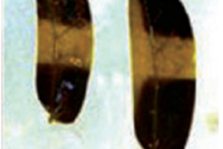 Kunci Jawaban IPA Kelas 8 SMP Halaman 152: Struktur Anatomi Batang pada Kacang Tanah dan Jagung