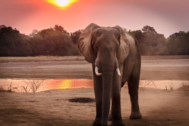 12 Agustus Menjadi Hari Gajah Sedunia,Hewan Mamalia Memiliki Banyak Fungsi dan Kegunaan Dari hidung Panjangnya