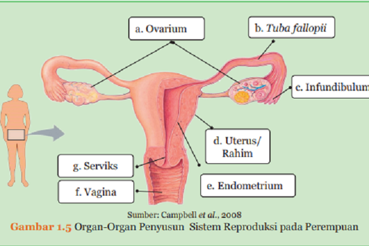 Kunci Jawaban IPA Kelas 9 SMP Halaman 16, Melengkapi Gambar Organ-Organ Penyusun Sistem Reproduksi Perempuan