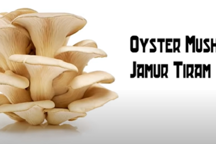 4 Jenis Jamur yang Bisa Dimakan, Cocok untuk Diolah Jadi Hidangan yang Lezat dan Bergizi