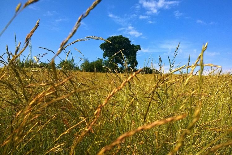 Kunci Jawaban IPA Kelas 9 SMP Halaman 73 Tentang Cara Penyebaran Biji Pada Tumbuhan