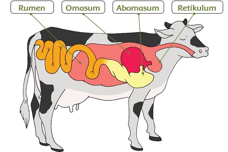 Kunci Jawaban Tema 3 Kelas 5 SD Halaman 8 9 Buku Tematik Tentang Proses Pencernaan Hewan Ruminansia