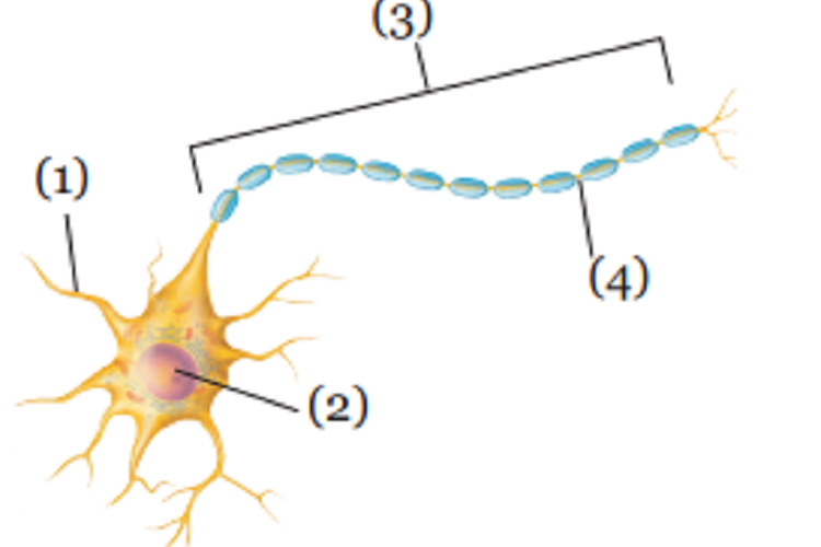 Kunci Jawaban IPA Kelas 9 SMP Halaman 192 193 194 195 Uji Kompetensi Listrik Statis dalam Kehidupan