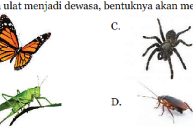 Kunci Jawaban IPA Kelas 9 SMP Halaman 112 113 114 115 Uji Kompetensi Perkembangan Hidup Hewan