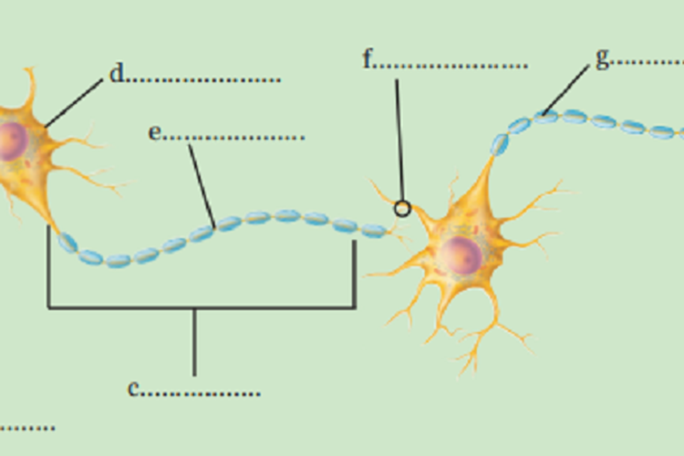 Kunci Jawaban IPA Kelas 9 SMP Halaman 182 Semester 1 Bab 4 Bagian-Bagian Sel Saraf