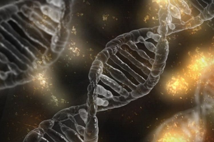 Kunci Jawaban IPA Kelas 9 SMP Halaman 131 : Identifikasi Kromosom Laki-Laki dan Perempuan