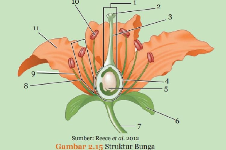 Kunci Jawaban IPA Kelas 9 SMP Halaman 65 Semester 1: Fungsi Putik, Benang Sari dan Tangkai Bunga