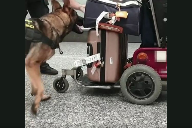 Heboh! Berkat Anjing, Polisi Ungkap Penumpang Sembunyikan Narkoba di Bawah Kursi Roda, Ini Kronologisnya