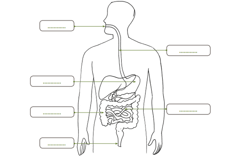 Kunci Jawaban Kelas 5 SD Tema 3 Buku Tematik Halaman 36 37 Subtema 1 Pembelajaran 5: Alat-alat Pencernaan