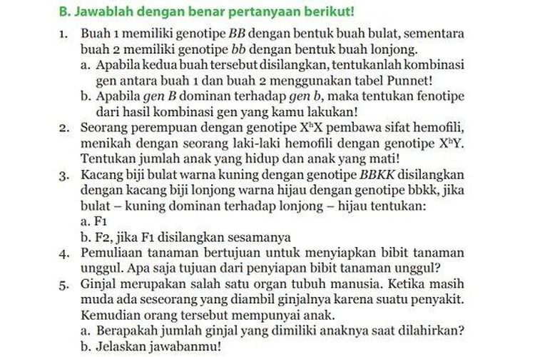 Kunci Jawaban IPA Kelas 9 Halaman 159, Penjelasan Tentang Uji Kompetensi Bagian B: Buah 1 Memiliki Genotipe BB