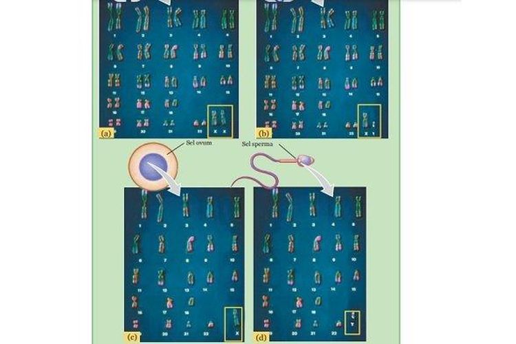 Kunci Jawaban IPA Kelas 9 SMP Halaman 131, Mempelajari Tentang Kromosom Penyusun Sel Tubuh Manusia