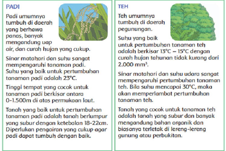 Kunci Jawaban Buku Tematik Tema 3 Kelas 4 SD Halaman 31 32 Subtema 1 Pembelajaran 5