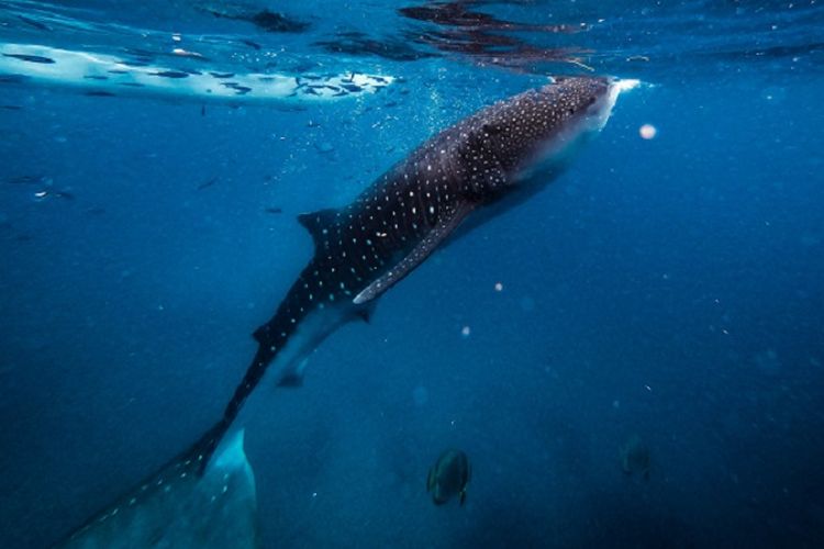 Sejarah Peringatan Hari Konvensi Ikan Paus pada 2 Desember 2022, Dilengkapi Maknanya