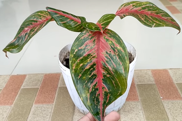 Daun Aglonema Tiba-tiba Layu, Apa ya Penyebabnya? Simak Tips untuk Mengatasinya di Sini!