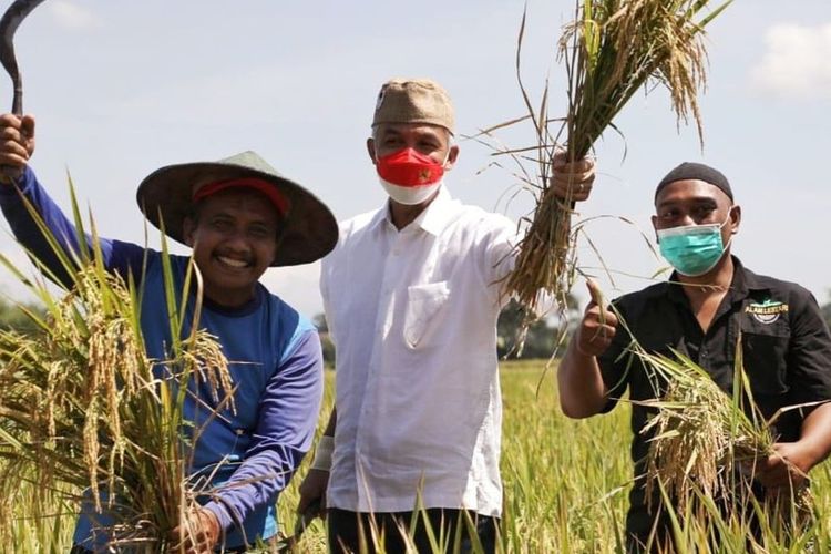 Jawa Tengah Jadi Lumbung Beras Nasional, Ganjar Pranowo: Kita Terus Upayakan Berasnya Tidak Impor
