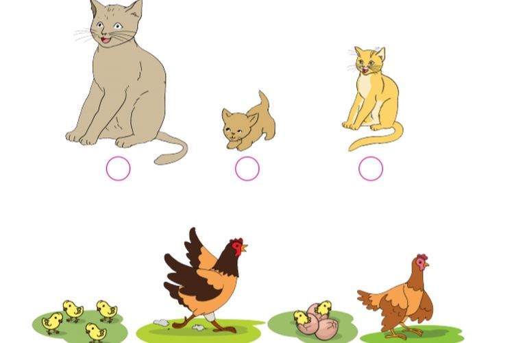 Kunci Jawaban Buku Tematik Tema 6 Kelas 4 SD MI Halaman 2 3 4 5 8 9 Subtema 1: Urutan Pertumbuhan Hewan