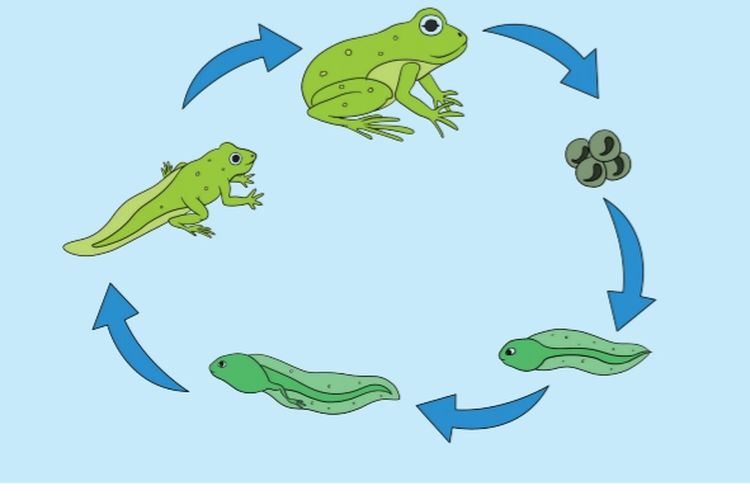 Kunci Jawaban Kelas 4 SD MI Tema 6 Halaman 63 64 65 70 71 72 Subtema 2 Pembelajaran 1: Daur Hidup Hewan