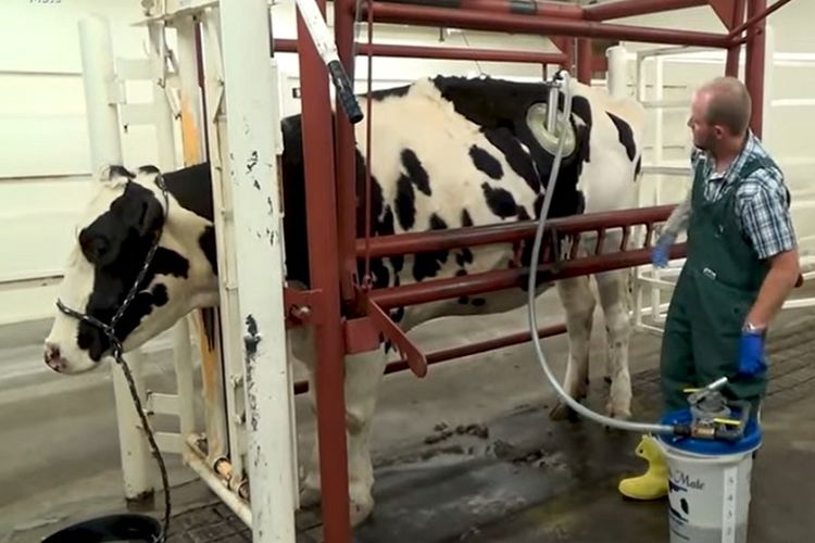 Mengenal Teknik Fistula Sapi, Melubangi Perut Hewan Tanpa Bermaksud Menyakiti Secara Menyeluruh