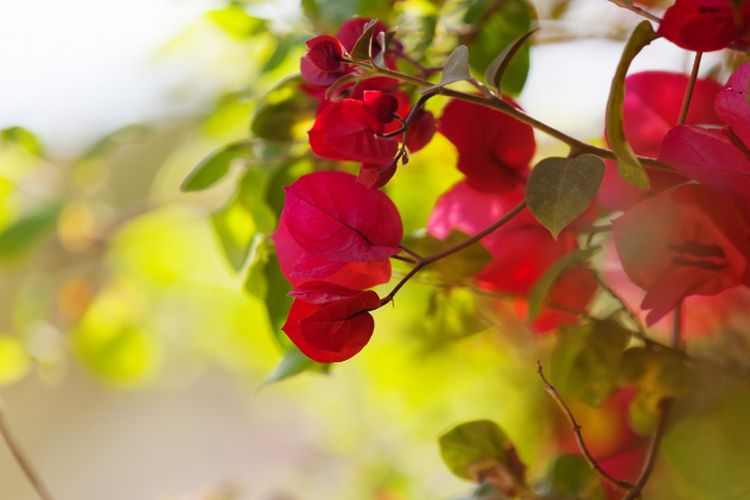 Intip 3 Tanaman Pembawa Rezeki dan Keberuntungan Berdasarkan Ilmu Feng Shui, Salah Satunya Bisa Serap Polusi