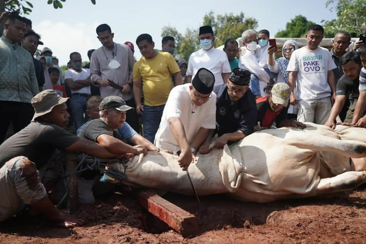 Benarkah Daging Kurban Bisa Menjadi Haram Jika Hewannya Dikuliti Sebelum Mati Total? Ketahui Fakta Sebenarnya