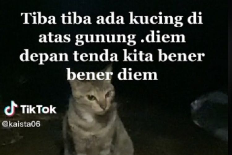 Pendaki Tiba-tiba Ditemani Kucing saat Camping, Netizen Sebut Jelmaan Malaikat