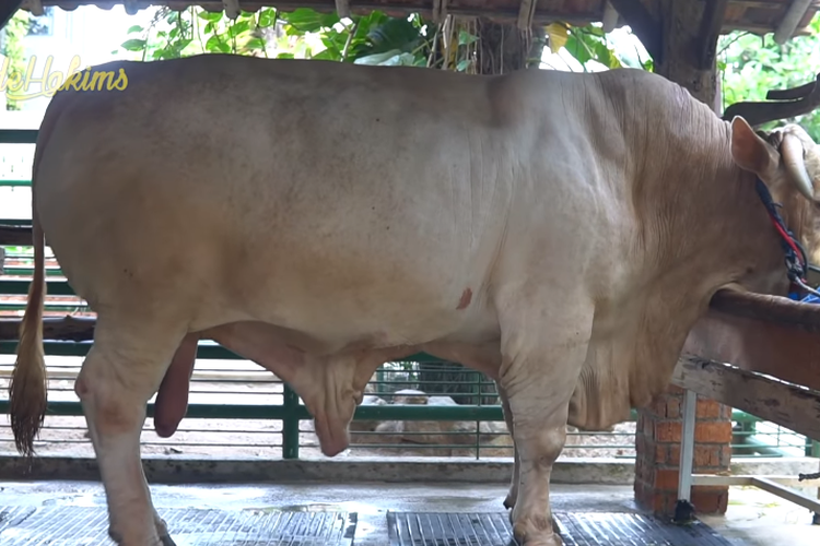 Sapi-Sapi Gemoy Dari Peternakan Setia Farm  Ini Bisa Jadi Pilihan Menarik untuk Kurban Idul Adha 2023
