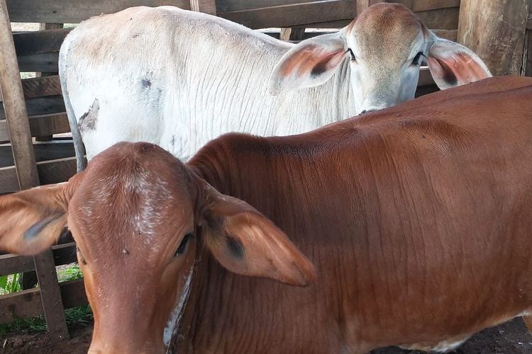 Pahami Ini Sebelum Berqurban! Daftar Harga Sapi dan Kambing Juni 2023 Di Baznas, dari 2 juta sampai 20 juta