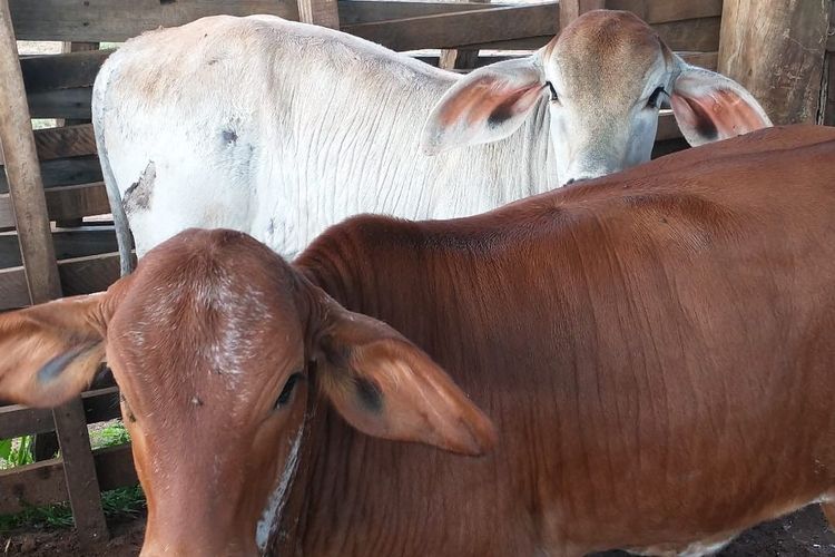 Bolehkah Daging Kurban Digunakan Untuk Upah Panitia? Ini Hukumnya dari Ustadz Abdul Somad
