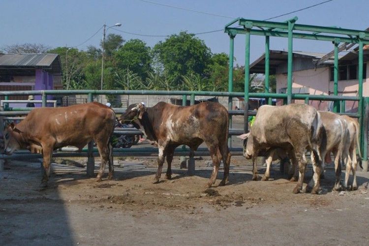 Tidak Ada Sapi atau Kambing, Bolehkah Mengganti Hewan Kurban dengan Kerbau? Ini Menurut Para ulama!