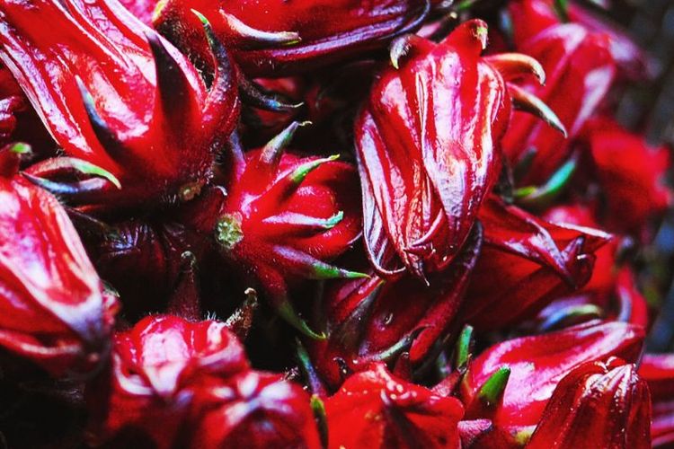 Manfaat Bunga Rosella yang Dapat Mengurangi Depresi, Ini Detail Infromasinya